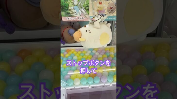 【クレーンゲーム】すみっコぐらし　ネコをねこを使って攻略　#クレーンゲーム #ゲームセンター