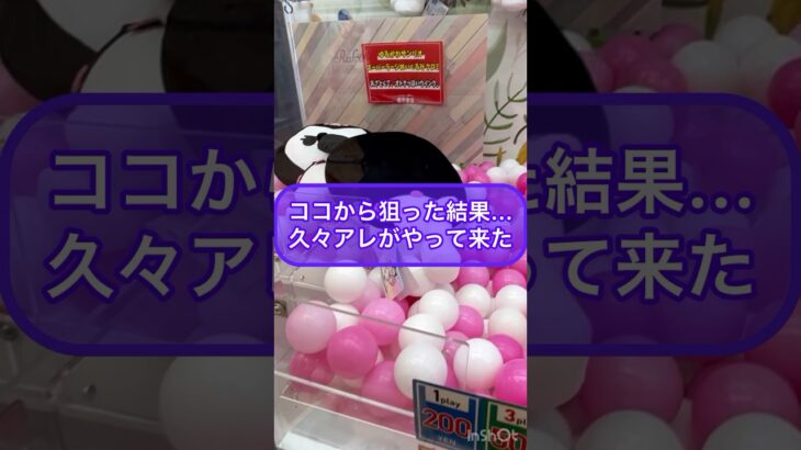 【クレーンゲーム】ココから狙った結果…久々のアレがやって来た‼︎ 楽市楽座でクロミちゃんのぬいぐるみに挑戦‼︎