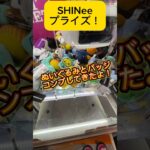 SHINeeのくっつきぬいぐるみとぬいぐるみバッジをコンプしてきた！#shorts #shinee #kpop #クレーンゲーム