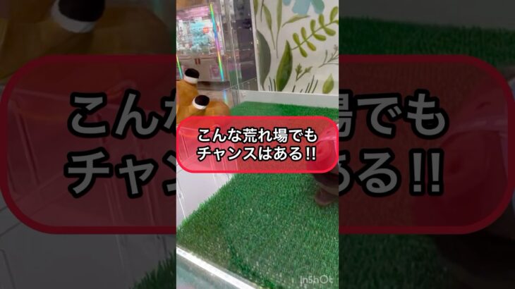 【クレーンゲーム攻略】こんな荒れ場でもチャンスはある！！